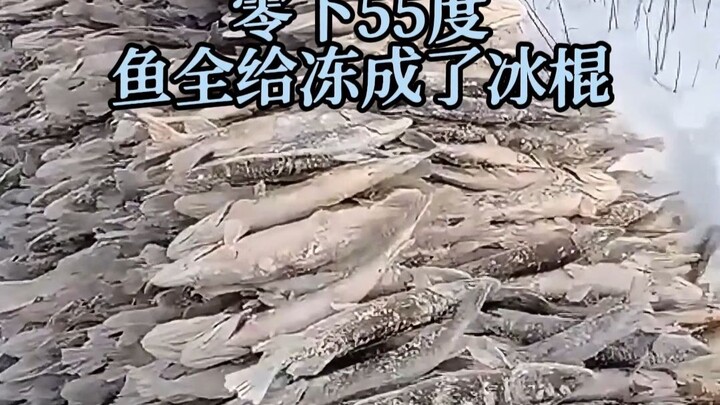 Dalam cuaca ekstrem bersuhu minus 55 derajat Celsius, bahkan ikan pun membeku seperti es loli. Simak