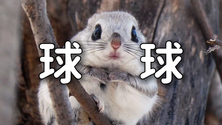 《呆萌可爱的小公举》