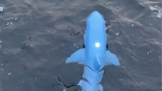 这只小鲨鱼放到整个大学圈也是相当炸裂啊～