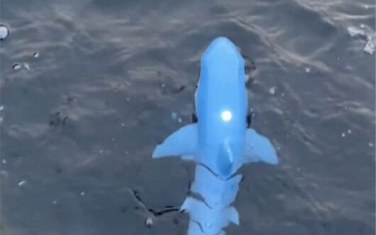 Hiu kecil ini benar-benar luar biasa bahkan di kalangan universitas secara keseluruhan～