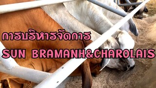 การบริหารจัดการ #ผมเลี้ยงได้ทุกคนเลี้ยงได้ เฮียซันกล่าว   SUN Brahmans&Charolais  |