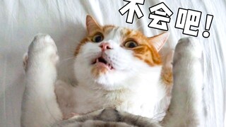 第一视角！猫头装相机拍一天，看完我不做人辣！！！【花花与三猫】