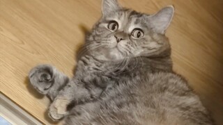 猫:喜欢一些没有边界感的人类