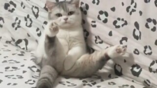 ⚡️Mengatur Kehidupan Kucing yang Berantakan⚡️