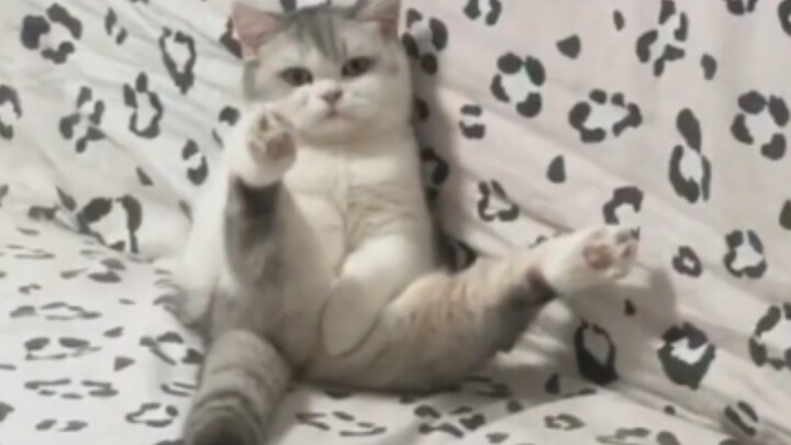 ⚡️Messy Cat Life⚡️