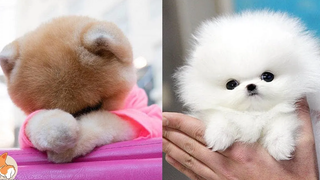 POMERANIAN THE CUTEST DOGS