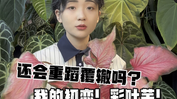 Akankah Sejarah Berulang? Cinta Pertamaku: Caladium! (Ini Benar-Benar Susah Dirawat!!!)