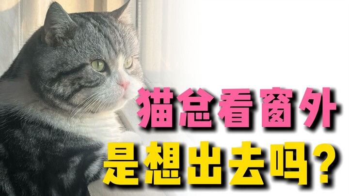 Apakah kucing yang seumur hidup tidak pernah keluar rumah akan menjadi tertekan?