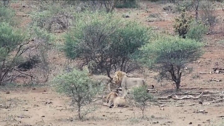 Male Lions Brutal Fighting