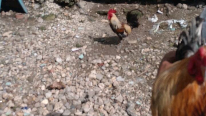 White hatch 🐓☺️