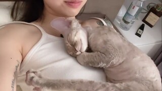 上班好累，想回家找猫咪贴贴