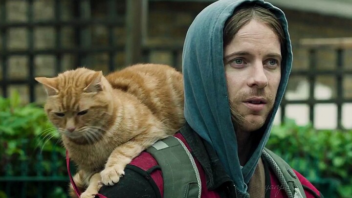 虽然我是流浪汉，但我的猫可不是流浪猫