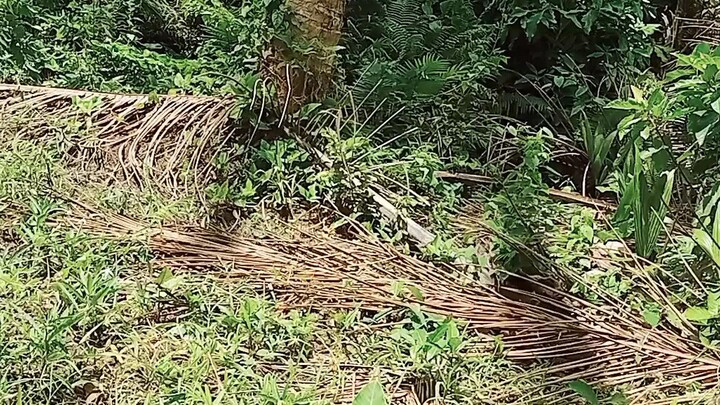 may onggoy na mahilig sa buko