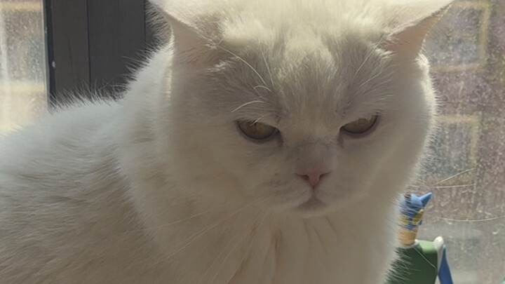 Sekarang aku tahu seberapa besar mulut kucing bisa tumbuh!