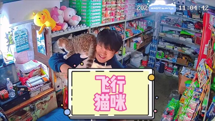 Warung kecil dirombak total jadi kafe kucing liar gratis