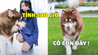 Ngáo Gia Gia | Có Con Ở Đây, Không Ai Dám Đụng Đến Mẹ 😎 Gâu Đần Official