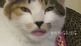 Mèo con có thể ngoại hình lạ, nhưng không được kỳ quái!