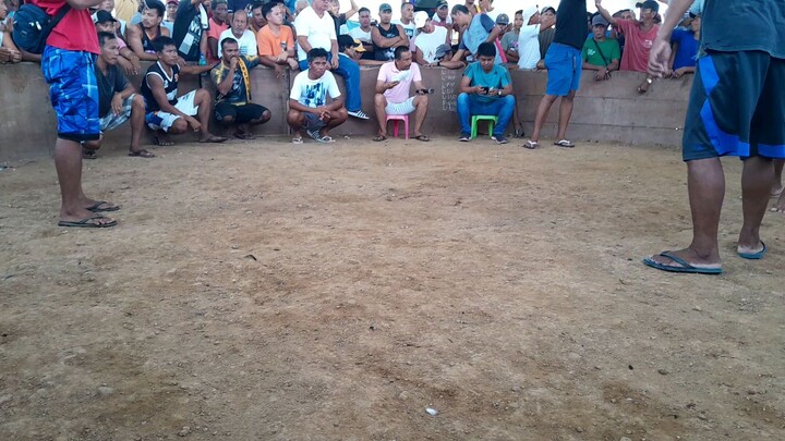 STA . RITA SAMAR ,, 2 COCKS DERBY CHAMP ( MELSIM )