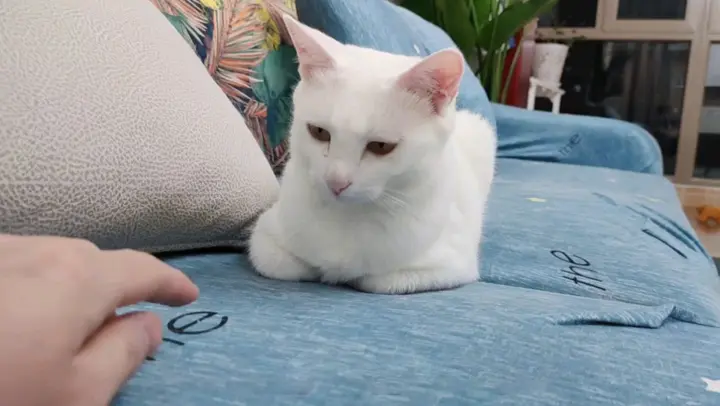 Challenge Of Touching The Kitty's Tuck Paw