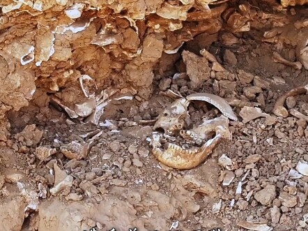 In the wilderness of Xiangfen, Shanxi, piles of bleached bones lie exposed. It’s said this is the ma