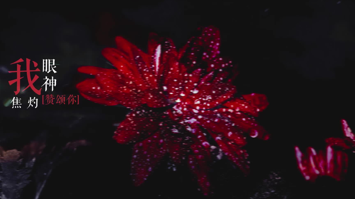 ▷伪善者 | 动态歌词排版分享