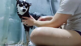 [สัตว์โลก] [หมา] อาบน้ำในวันนิวเยียร์อีฟ