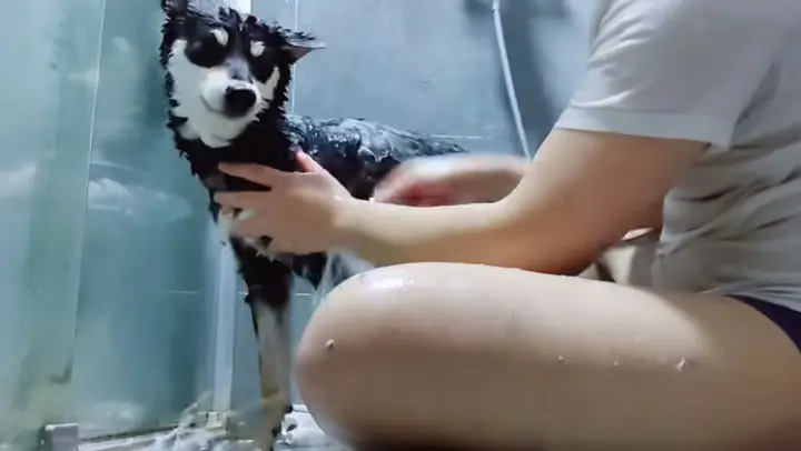 [Animal] [Dog] Shower on New Year's Eve