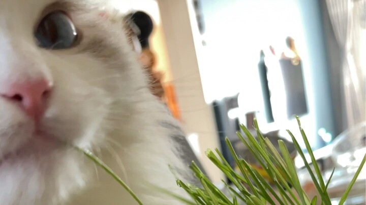 Cat Grass Destroyer — Zhang Caomei