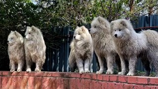 [Animals]When Samoyeds get dirty...|<Every Breath You Take>