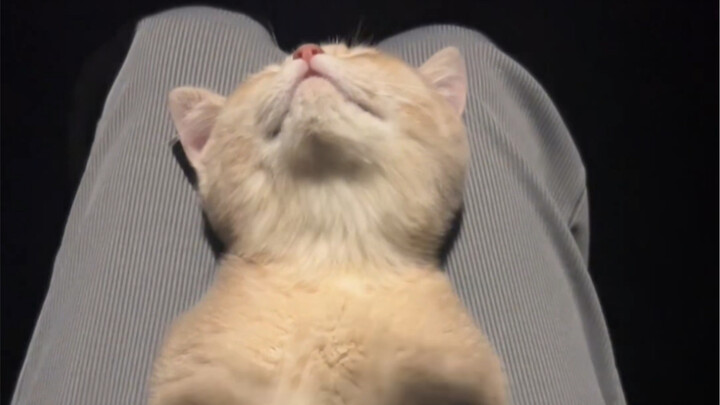 Tối nay là khoảng thời gian lãng mạn của tôi và bé mèo.