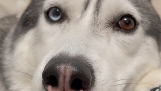 谁又能拒绝一只奶里奶气的哈士奇呢