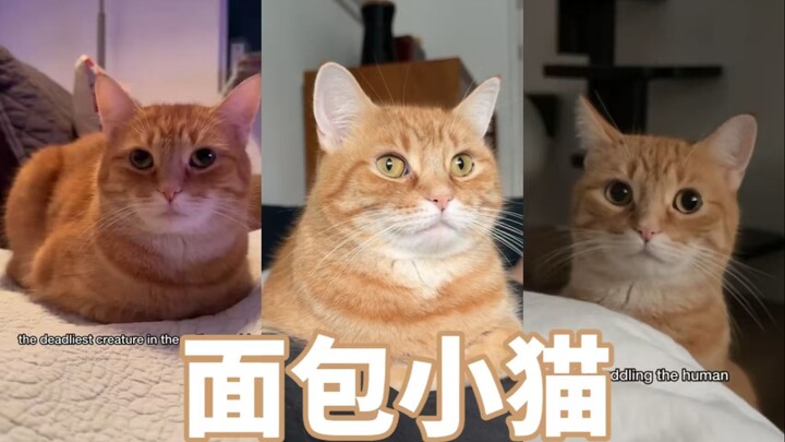 Kucing roti dalam pandangan ibu VS kucing roti dalam pandangan ayah