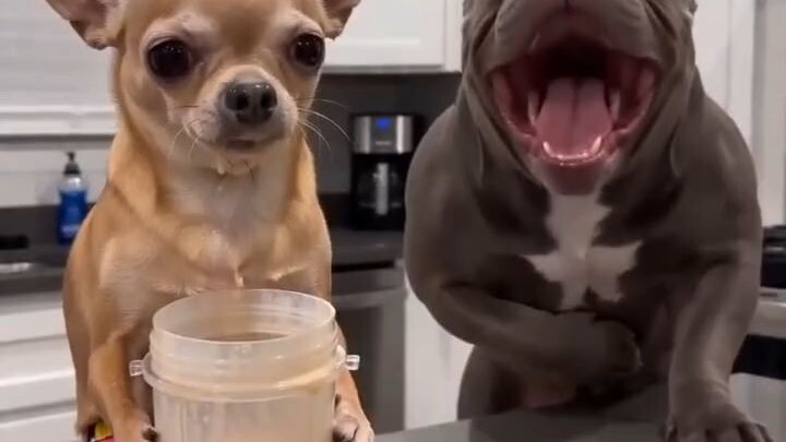chi and his funn🤣 funny moments enjoy with us comment for more videos