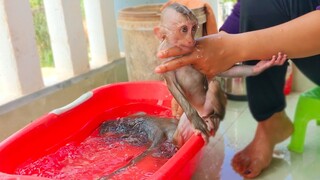 Routine Bathing!! Tiny Toto is so happy swimming & diving but Yaya doesn't want to take a bath