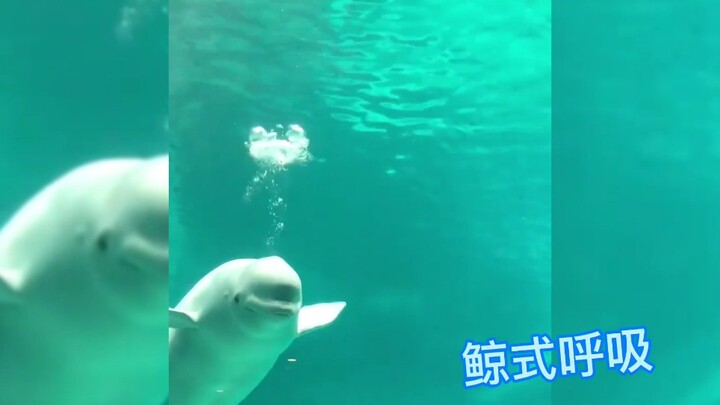 Does the little white whale know this’ll make humans happy? Whale breathing is so romantic!! Ghost: 