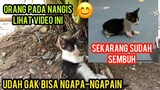 Anak Kucing Kakinya Rusak Pengen Di Tolong Alhamdulillah Sudah Sembuh Pulang Dari Klinik