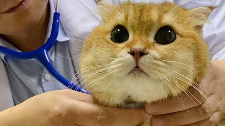 แมว: หมอครับ ช่วยผมได้ไหม ผมป่วยเป็นโรคความน่ารัก