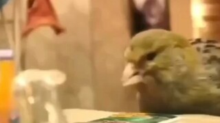 Inside the Bird's Nest