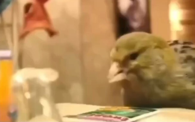 Inside the Bird's Nest