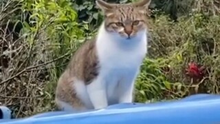 "Aku seekor kucing, dan aku juga sopan."