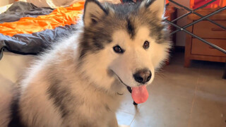 An Alaskan Malamute made a mess of the house