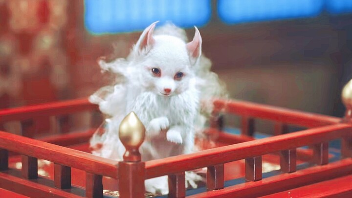 I can’t even imagine how cute Tu Shan Jing’s true form—a little fox—must be! Aaaaaah!