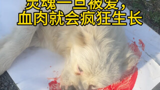 The puppy that was knocked down in the middle of the road became my lucky puppy. Love makes flesh an