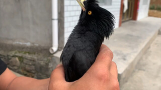 Mynah|Nail-trimming