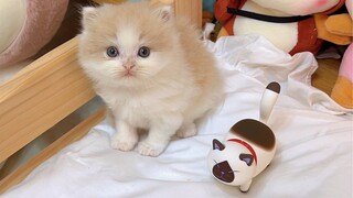 Cats really are liquids, even a tiny kitten.