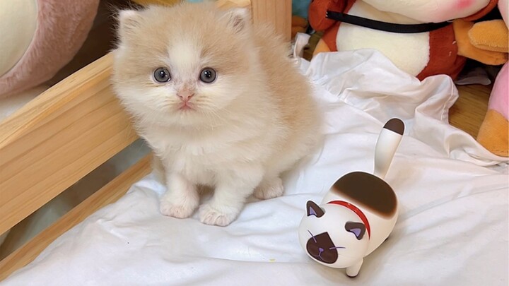 Ternyata kucing memang semuanya cairan, bahkan seekor anak kucing kecil pun begitu.