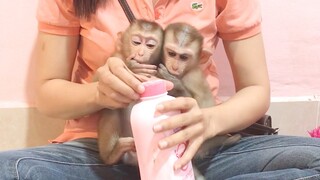 Making up for Mino and Coconut monkeys