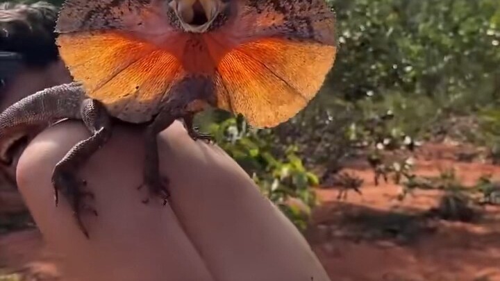 ♿กิ้งก่าตัวนี้ร้องว้าออ!!!