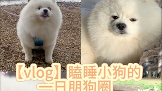 فِلُوغ | ماذا يفعل الجرو النعسان طوال يومه؟