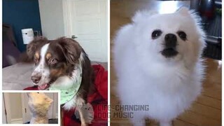 Senbonzakura but Dogs Sung It (Doggos and Gabe)